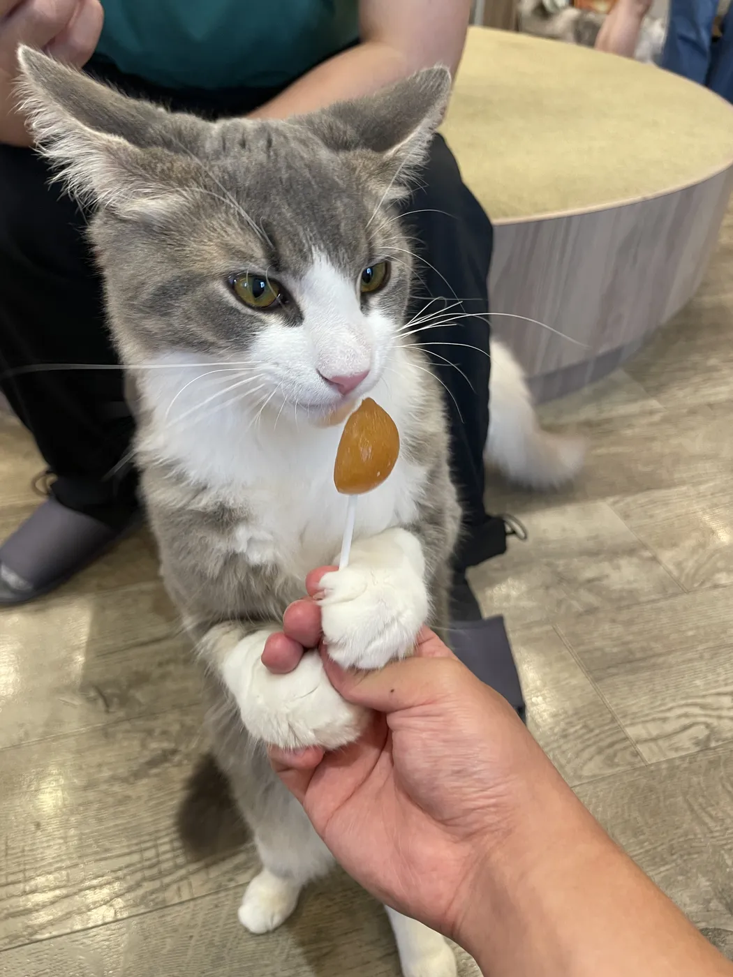 Cat Café MOCHA, Shibuya
