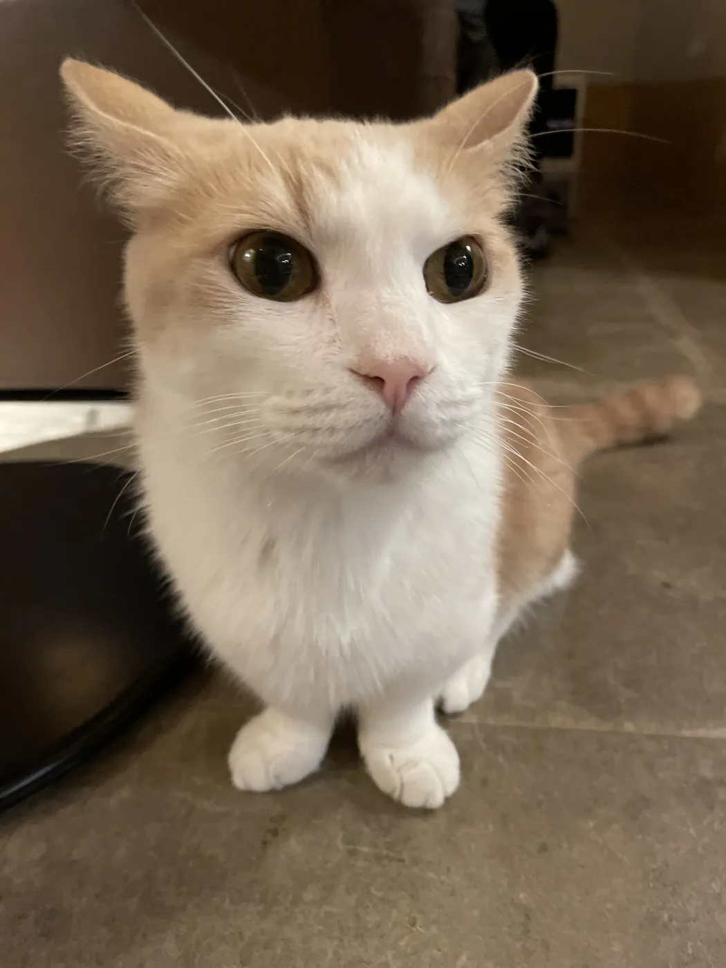 Cat café, Shinjuku